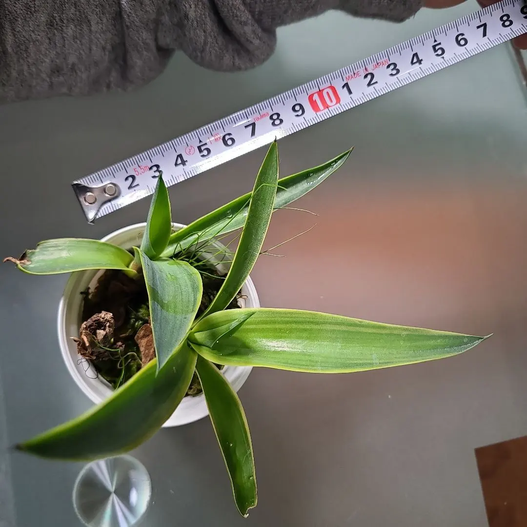 2025年最新】アテナータ レイオブライトの人気アイテム - メルカリ