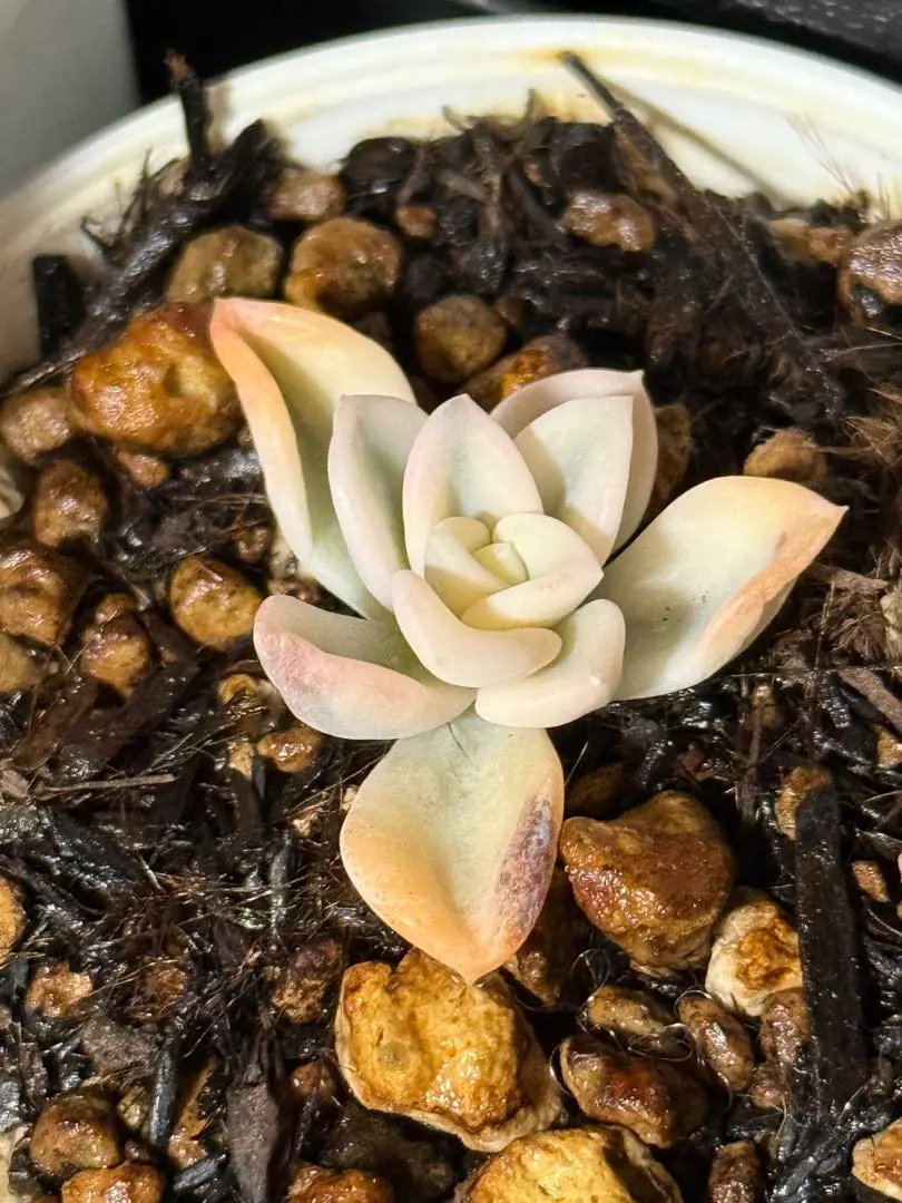 お取り置き専用　多肉植物　オルペット錦　他 2025年最新】多肉植物オルペットの人気アイテム - メルカリ