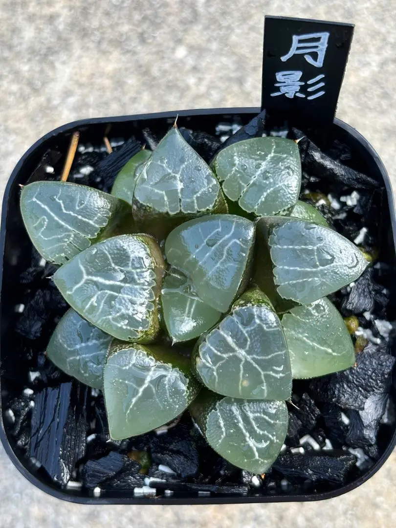 専用❤️メルカリ便付き同梱-250円　多肉植物　ハオルチア 丸葉月影 鉢のまま 専用❤️メルカリ便付き同梱-250円 多肉植物 ハオルチア 丸葉月影 鉢