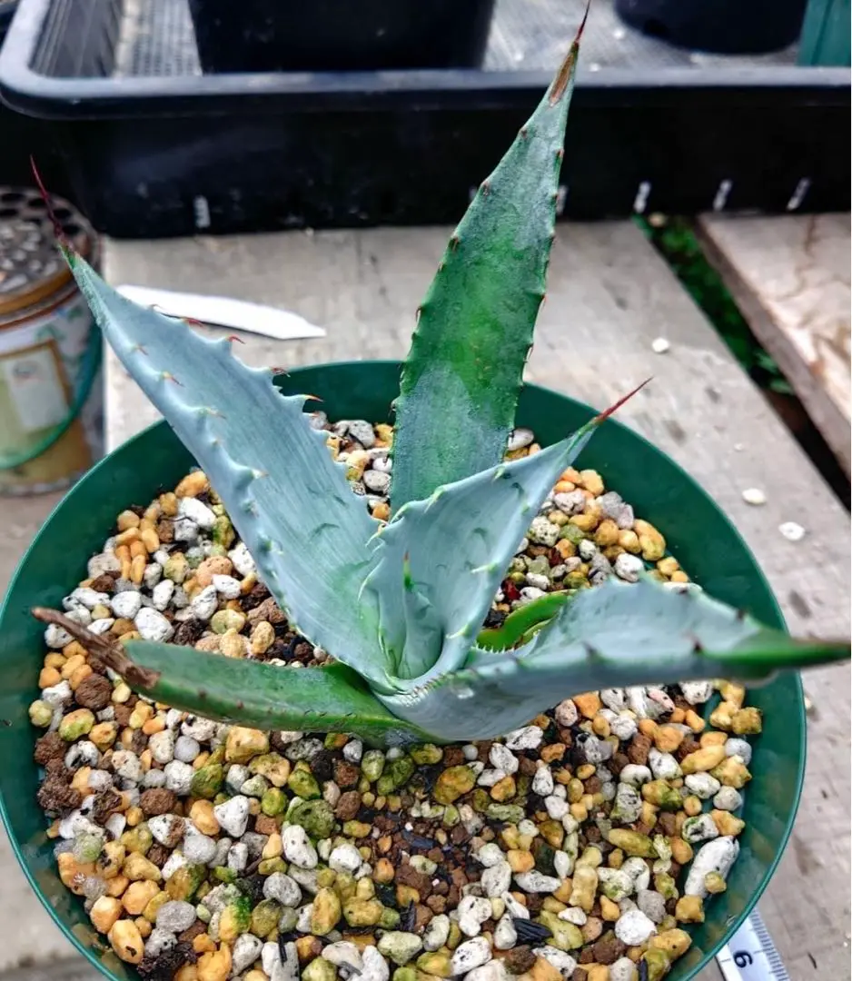 ワイルドオヤジ | 【Agave Durangensis】 あまり知られていない