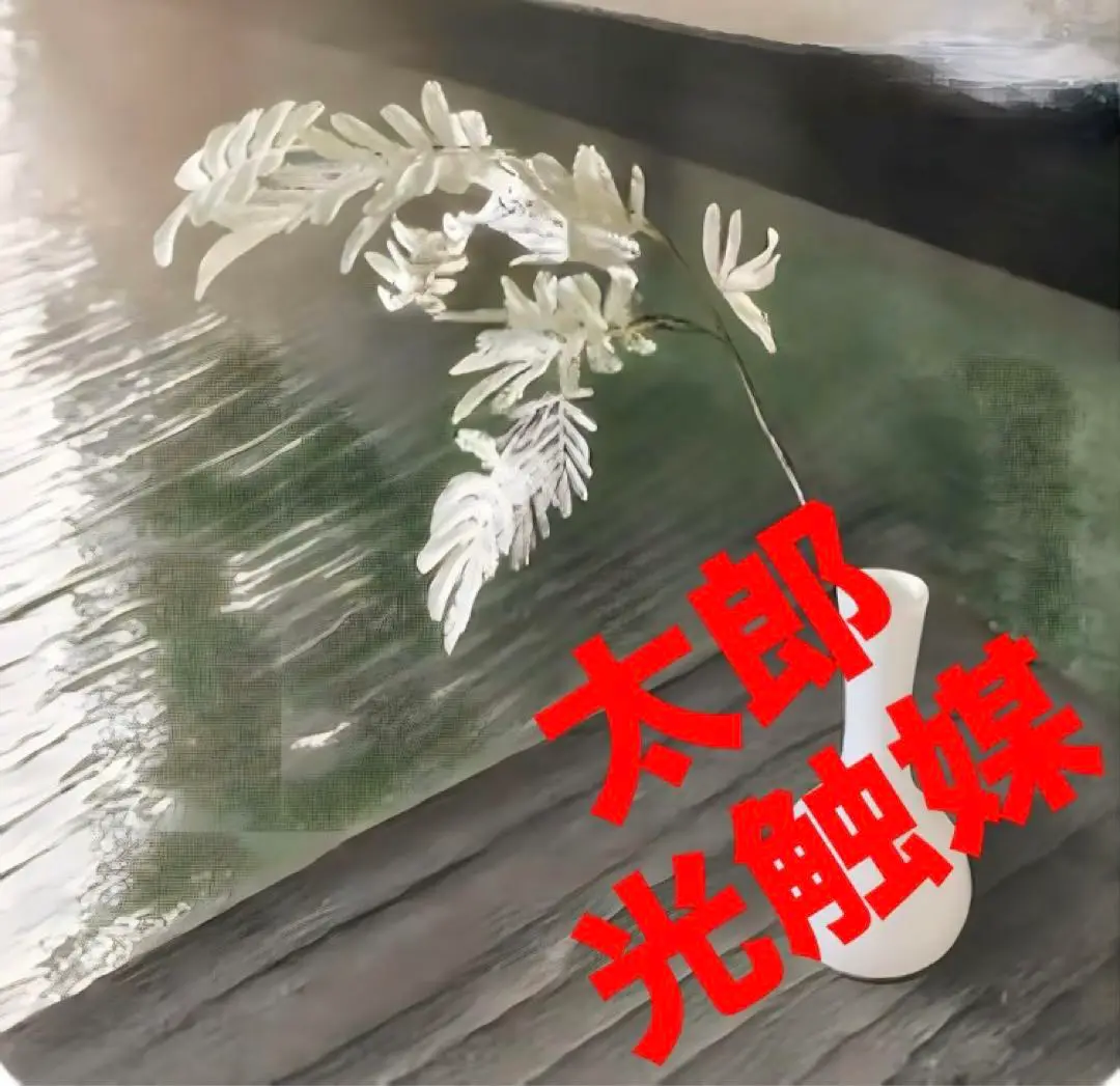 AONOKI | 斑入りのエバーフレッシュ🌱 先祖返りするかもだけど