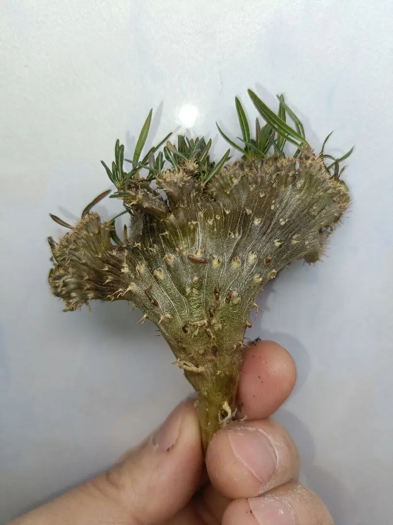 1586珍奇植物 パキポディウム グラキリス 綴化 実生 選抜株 1586珍奇植物 パキポディウム グラキリス 綴化 実生 選抜株
