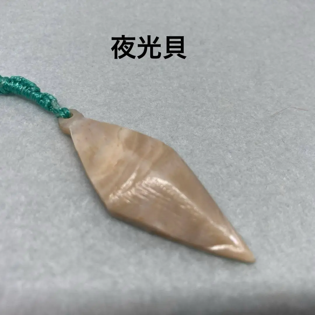 ③奄美大島産 夜光貝 1.7kg 珊瑚付き