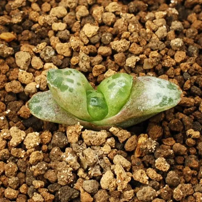 ハオルチア　蛙玉　多肉植物241122 2025年最新】ハオルチア 蛙玉の人気アイテム - メルカリ