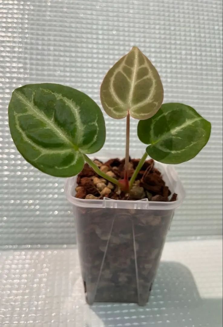 2025年最新】anthurium michelleの人気アイテム - メルカリ
