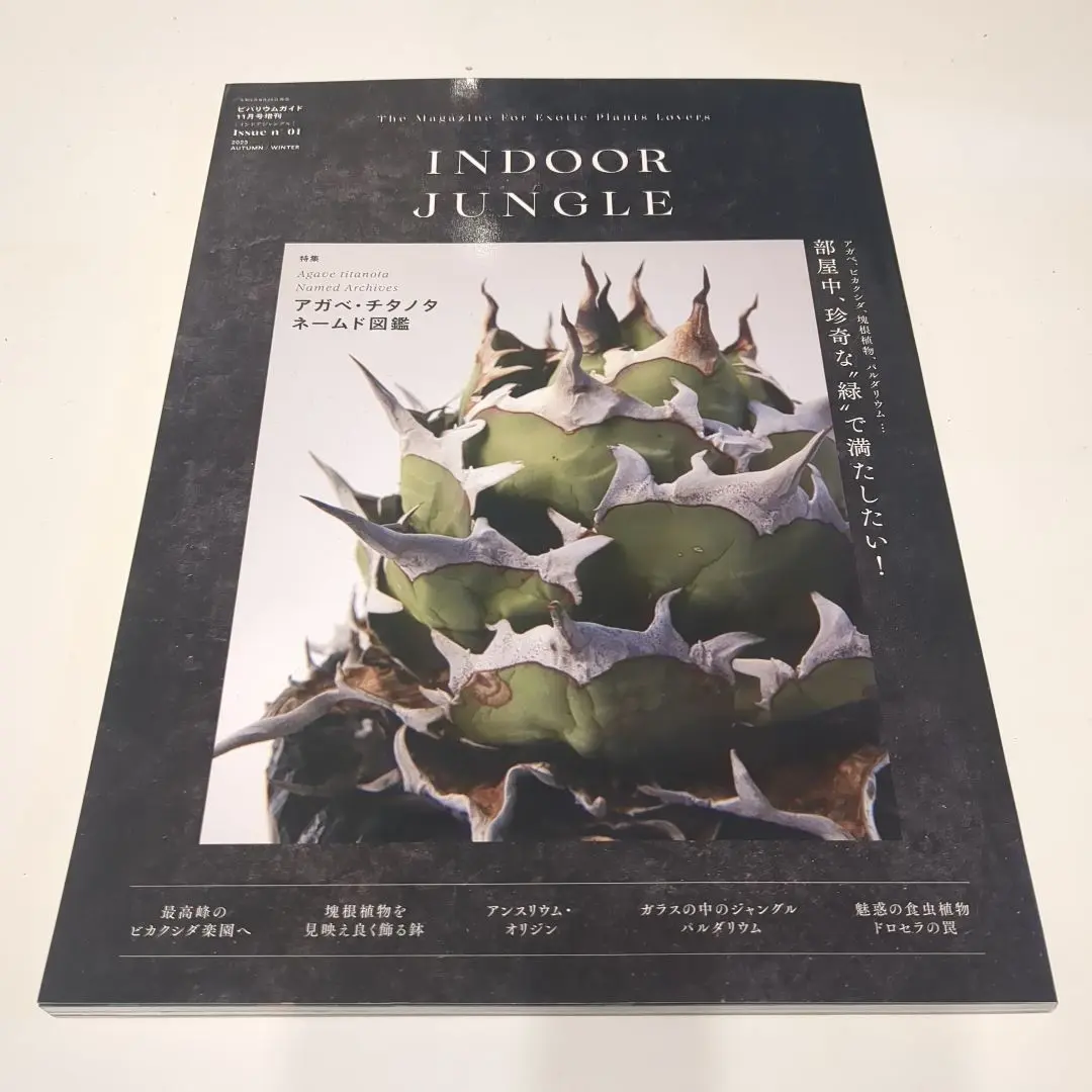 2025年最新】indoor jungle アガベの人気アイテム - メルカリ