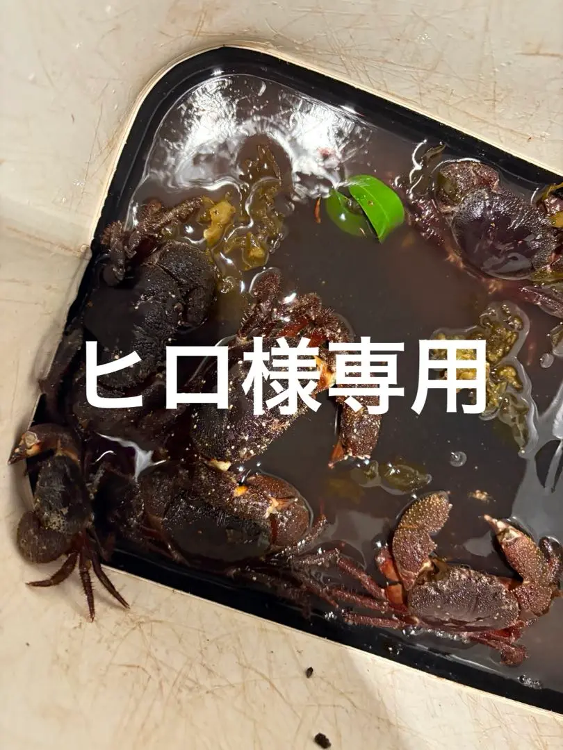 オリムピック　列島振出石鯛　510PH 2025年最新】列島 石鯛の人気アイテム - メルカリ