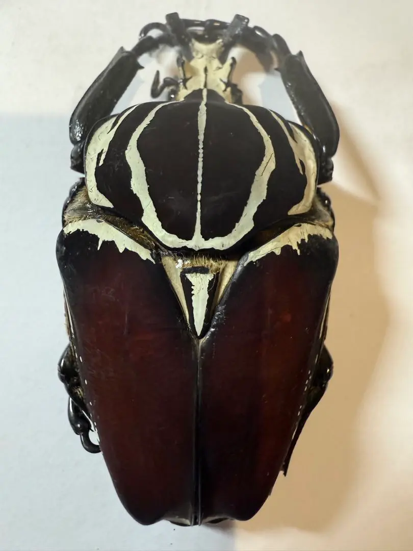 ゴライアスオオツノハナムグリ - Wikipedia
