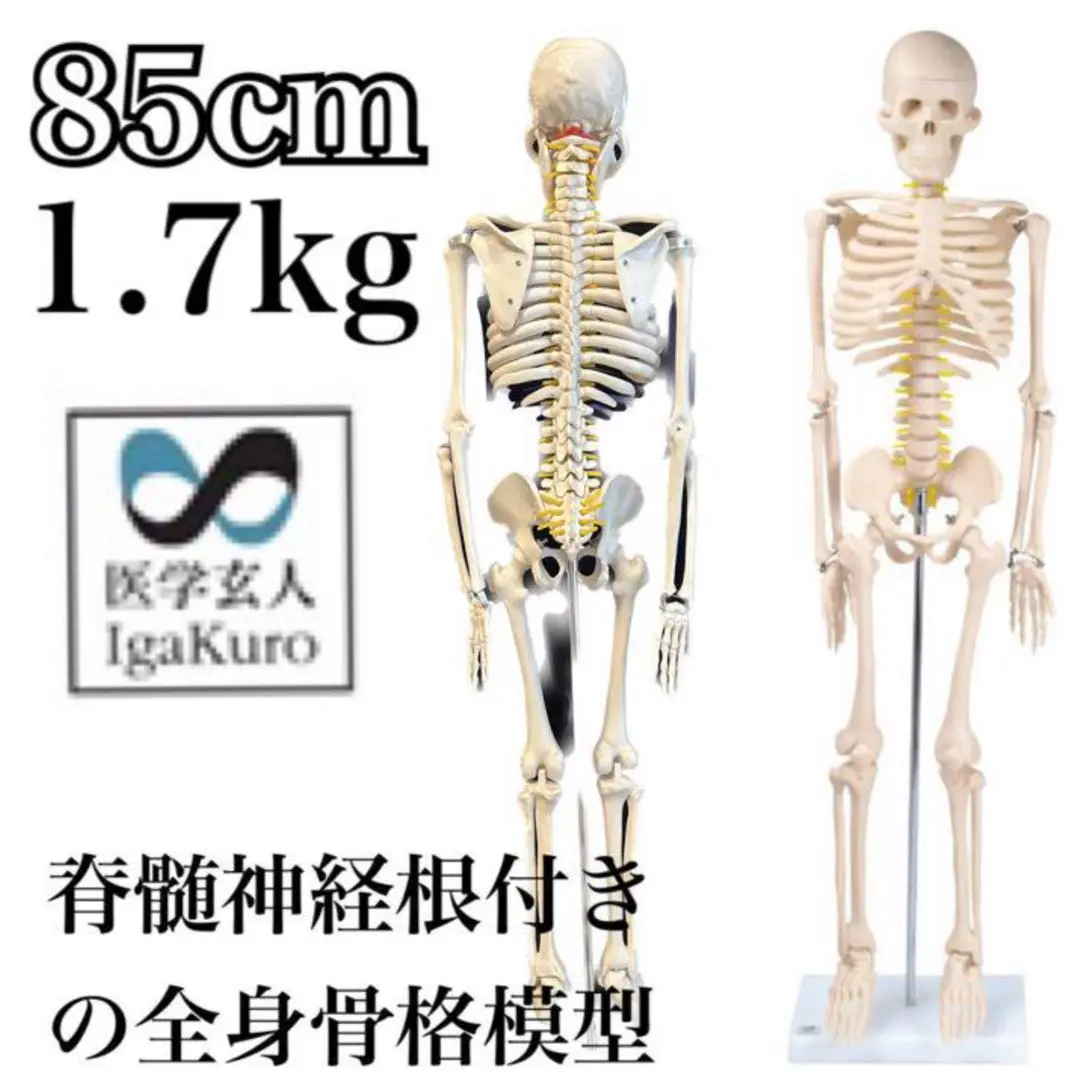限定地域はお届け無料☆医学玄人 IGAKURO 神経全身骨格模型 1/2サイズ Amazon.co.jp: 人体骨格模型 HUMAN SKULL : 産業・研究開発用品