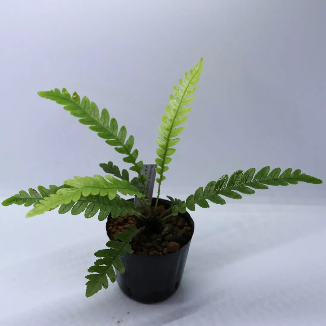 ブレクナムオブツサタム　シダ植物 ブレクナム・オブツサタムというシダ植物 : ビーボックス