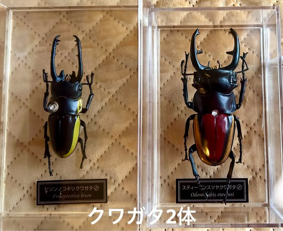 未開封品　デアゴスティーニ　世界の昆虫　26冊まとめセット　カブトムシ　クワガタ Amazon.co.jp: デアゴスティーニ 世界の昆虫 26冊まとめセット