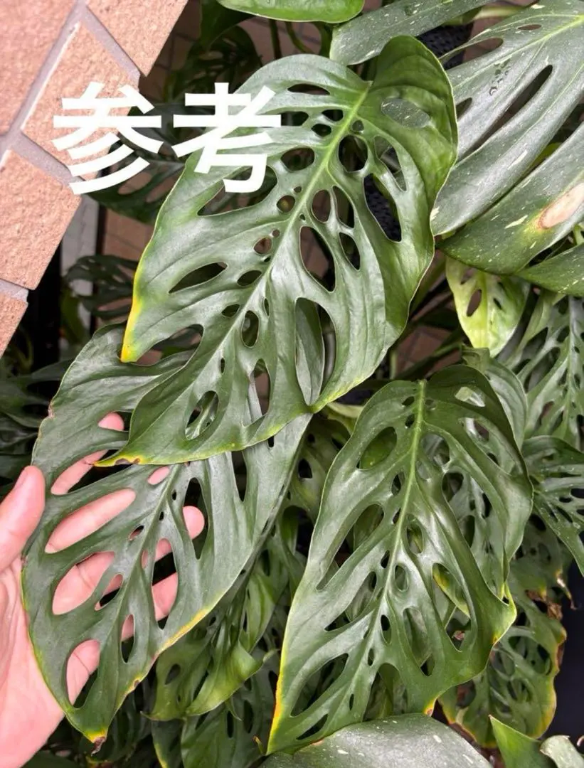 2025年最新】マクロコズム モンステラの人気アイテム - メルカリ