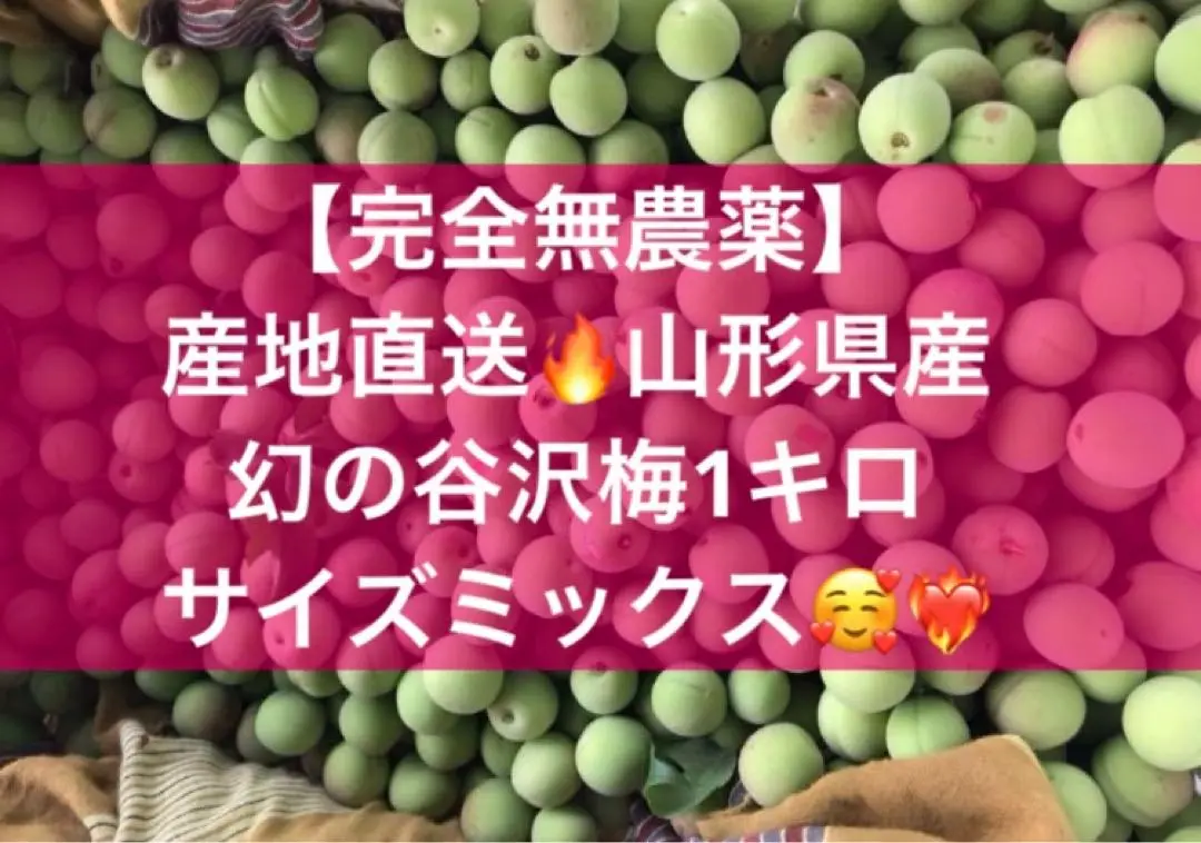 2025年最新】無農薬 梅 10キロの人気アイテム - メルカリ
