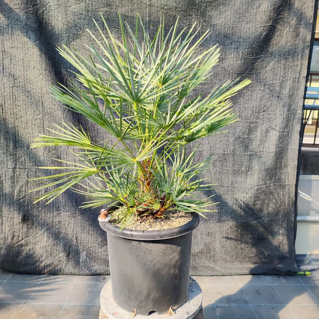 チャメロプス セリフェラ 8号 92cm 楽天市場】【現品・現物】【耐寒性ヤシ 椰子】チャメロプス