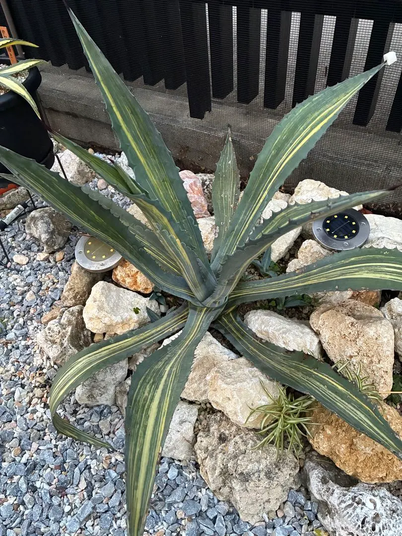 2025年最新】アガベ アメリカーナ縞斑の人気アイテム - メルカリ