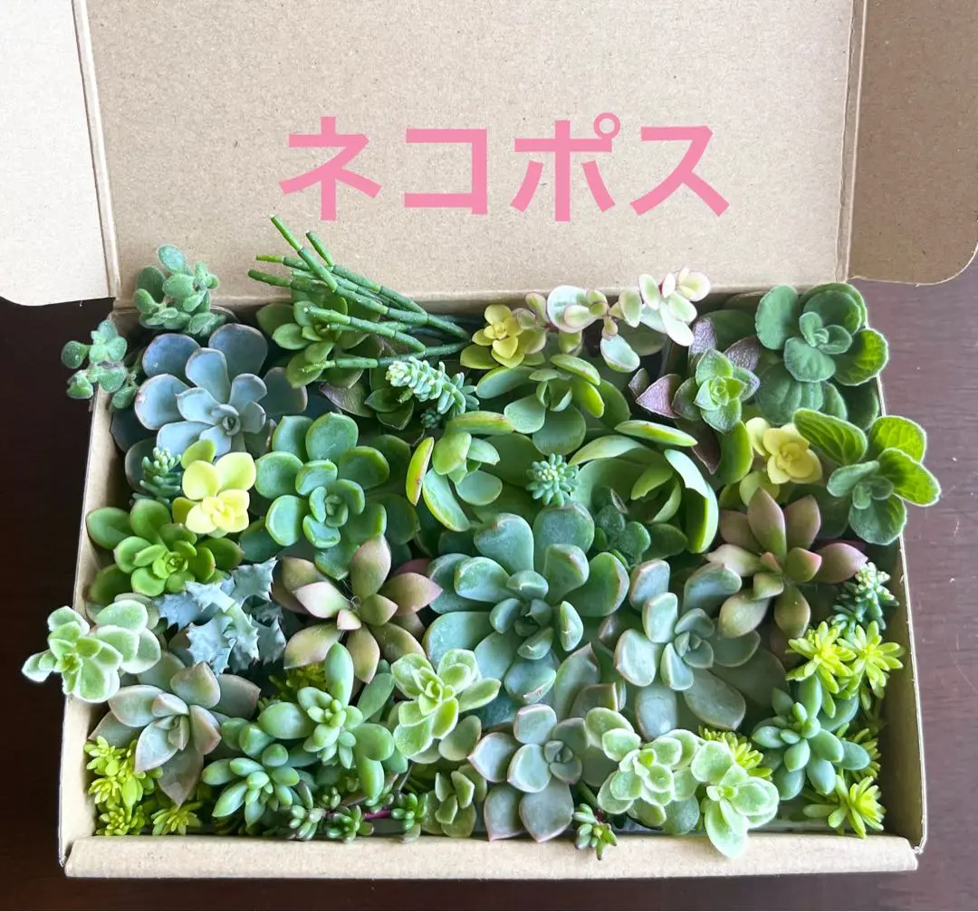 2025年最新】多肉植物サブセシリスの人気アイテム - メルカリ