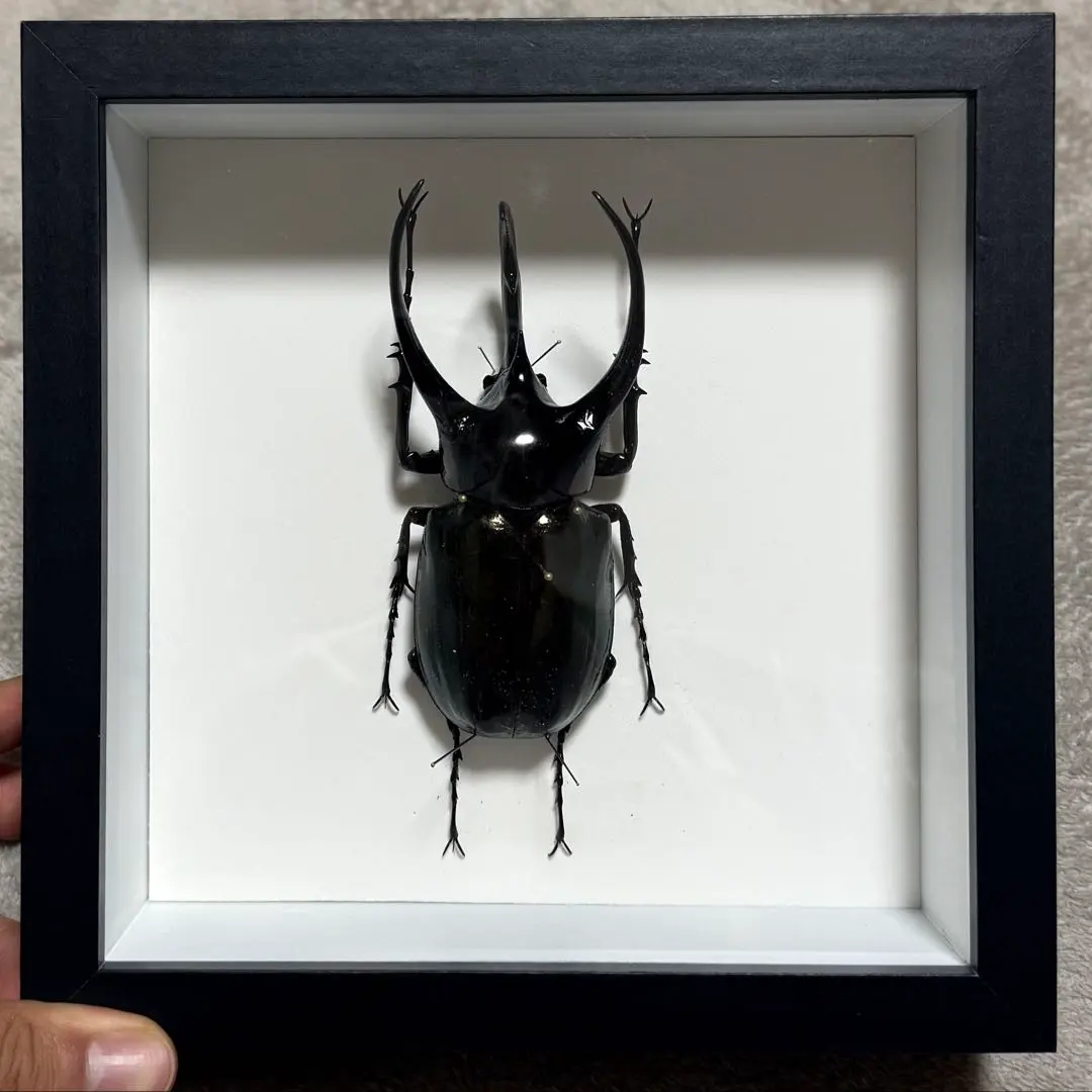 外国産カブト3種  標本　ヘラクレス　エレファス　コーカサス 外国産カブト3種 標本 ヘラクレス エレファス コーカサス - メルカリ