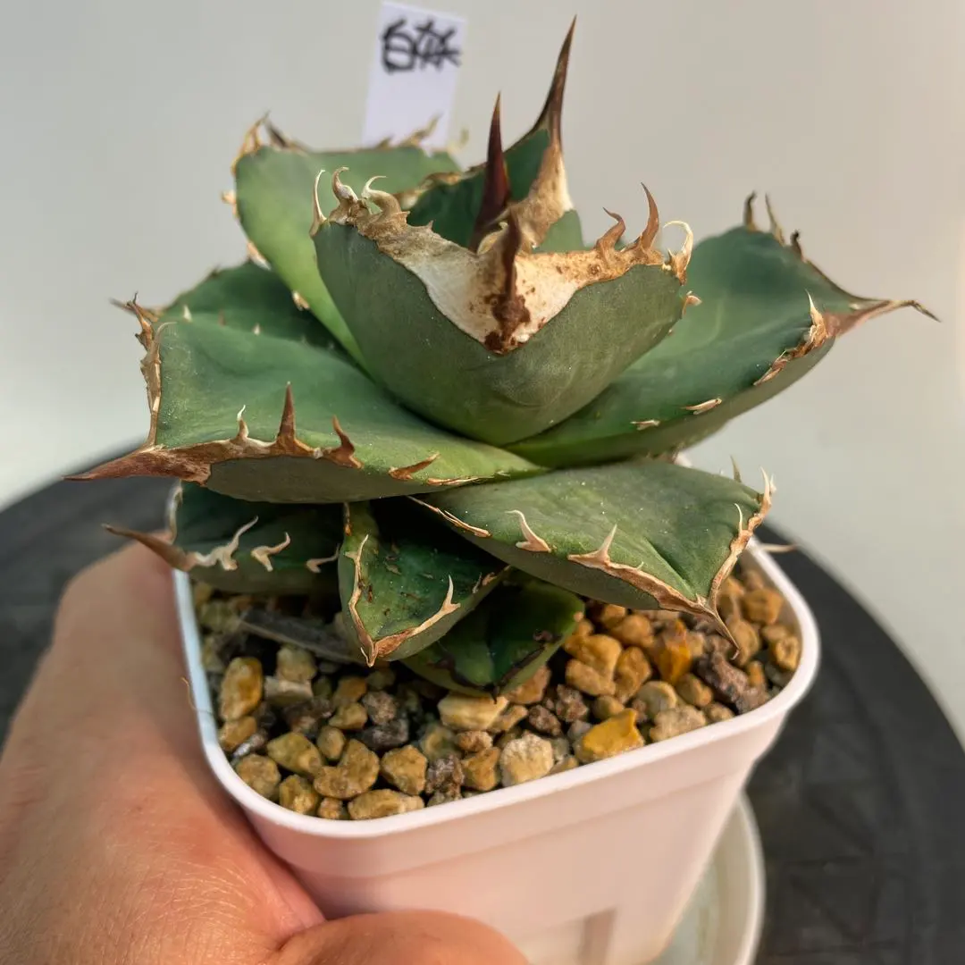 【親株出品】 アガベ チタノタ 縞斑 乱斑 縞斑 黄色・黄緑斑入り トップ長め 親株出品】 アガベ チタノタ 縞斑 乱斑 縞斑 黄色・黄緑斑入り