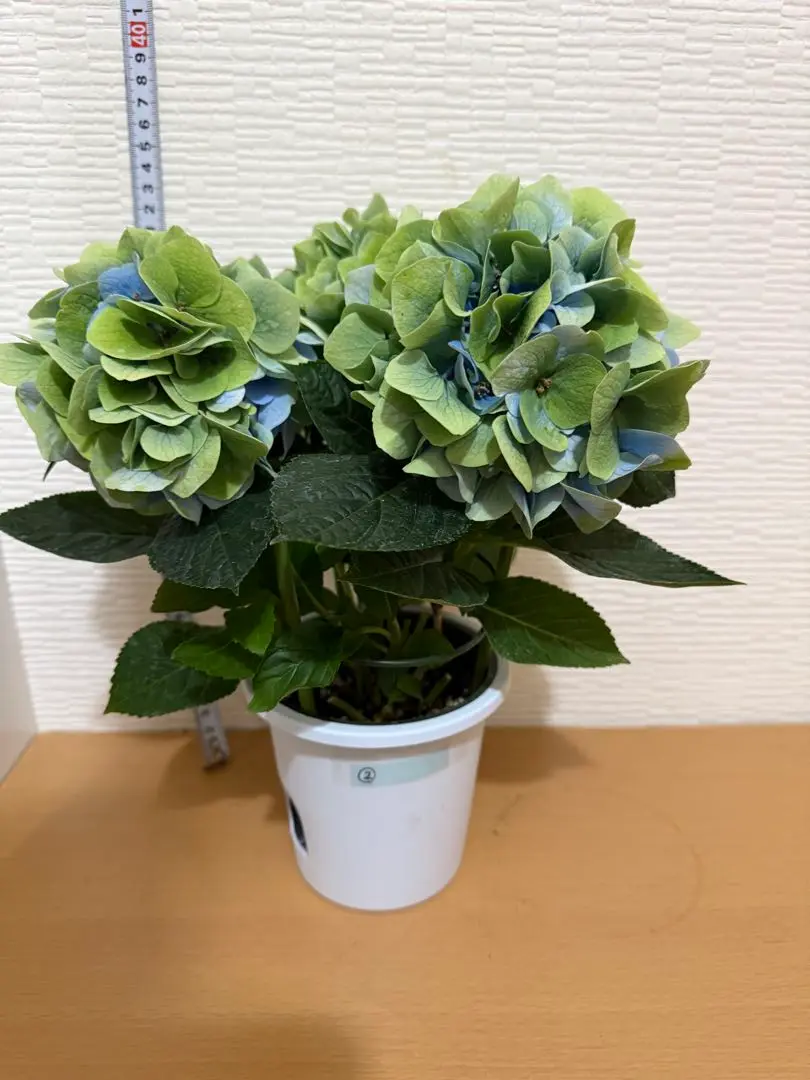 2025年最新】鬼木 紫陽花の人気アイテム - メルカリ