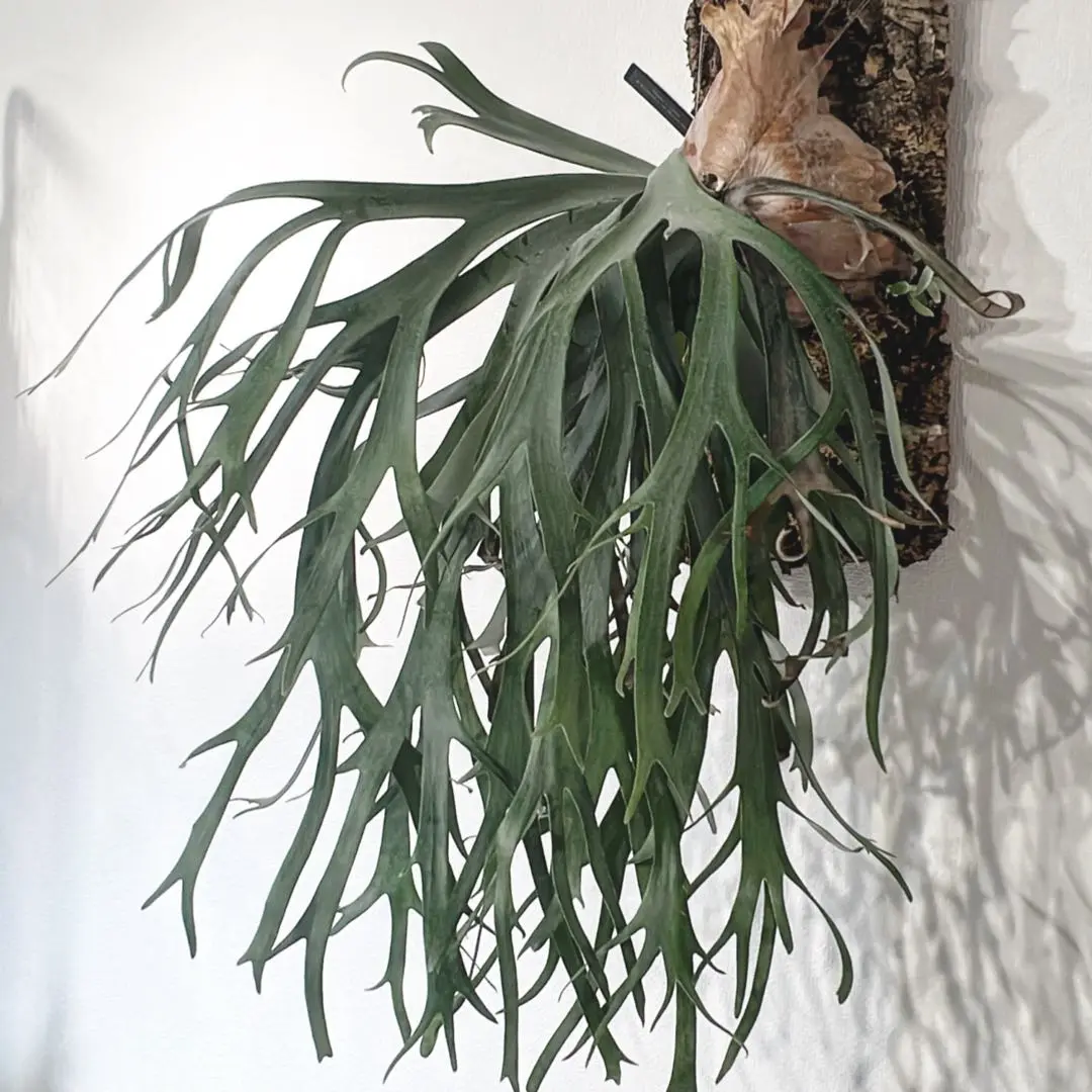 P.Willinckii cv セーラープルート OC pup 子株 P. willinckii'Sailor Saturn' もう'推し活'は古い様で最近は'推