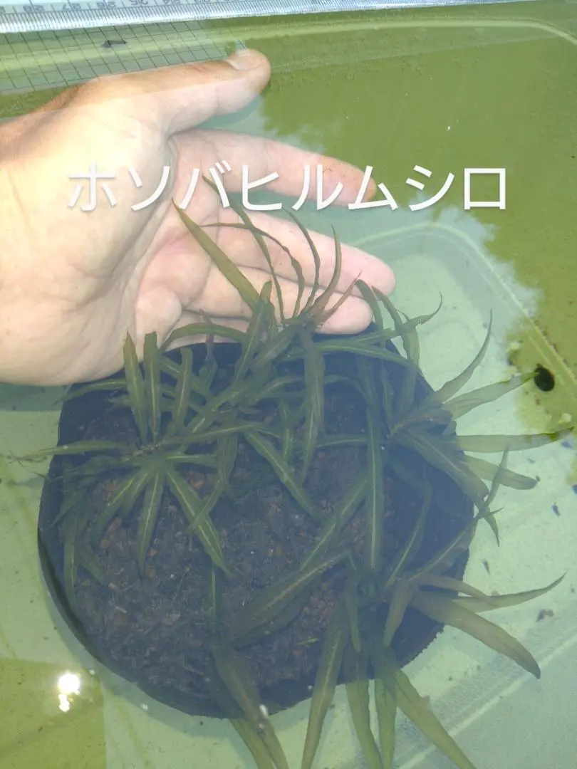 ノモトヒルムシロ　ポタモゲトンノモトエンシス　1本　日本の水草　ネコポス配送 楽天市場】（水草）ポタモゲトン オクタンドルス（水中葉）（無