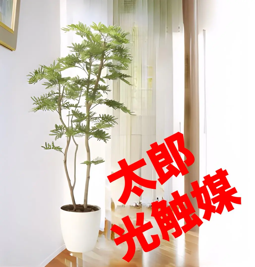 AONOKI | 斑入りのエバーフレッシュ🌱 先祖返りするかもだけど