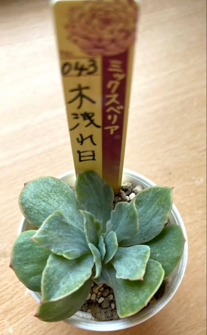 937多肉　068 ヴィンテージレター　札付　ミックスベリア　ポットでメルカリ便 937多肉 068 ヴィンテージレター 札付 ミックスベリア ポットで