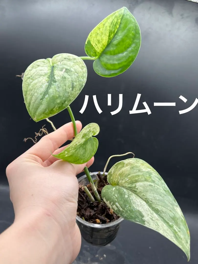 2025年最新】スキンダプサス ハリムーンの人気アイテム - メルカリ