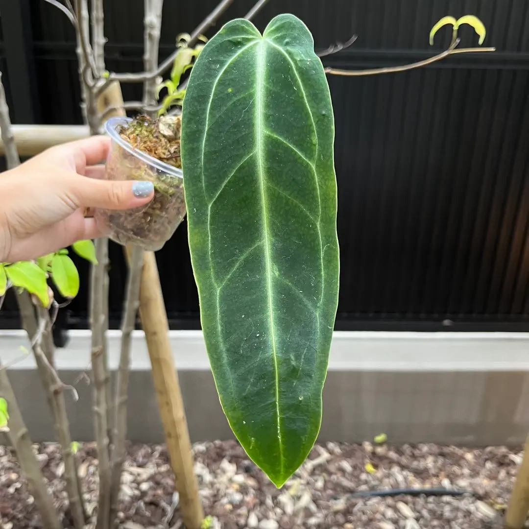 2025年最新】アンスリウムワロクアーナムの人気アイテム - メルカリ