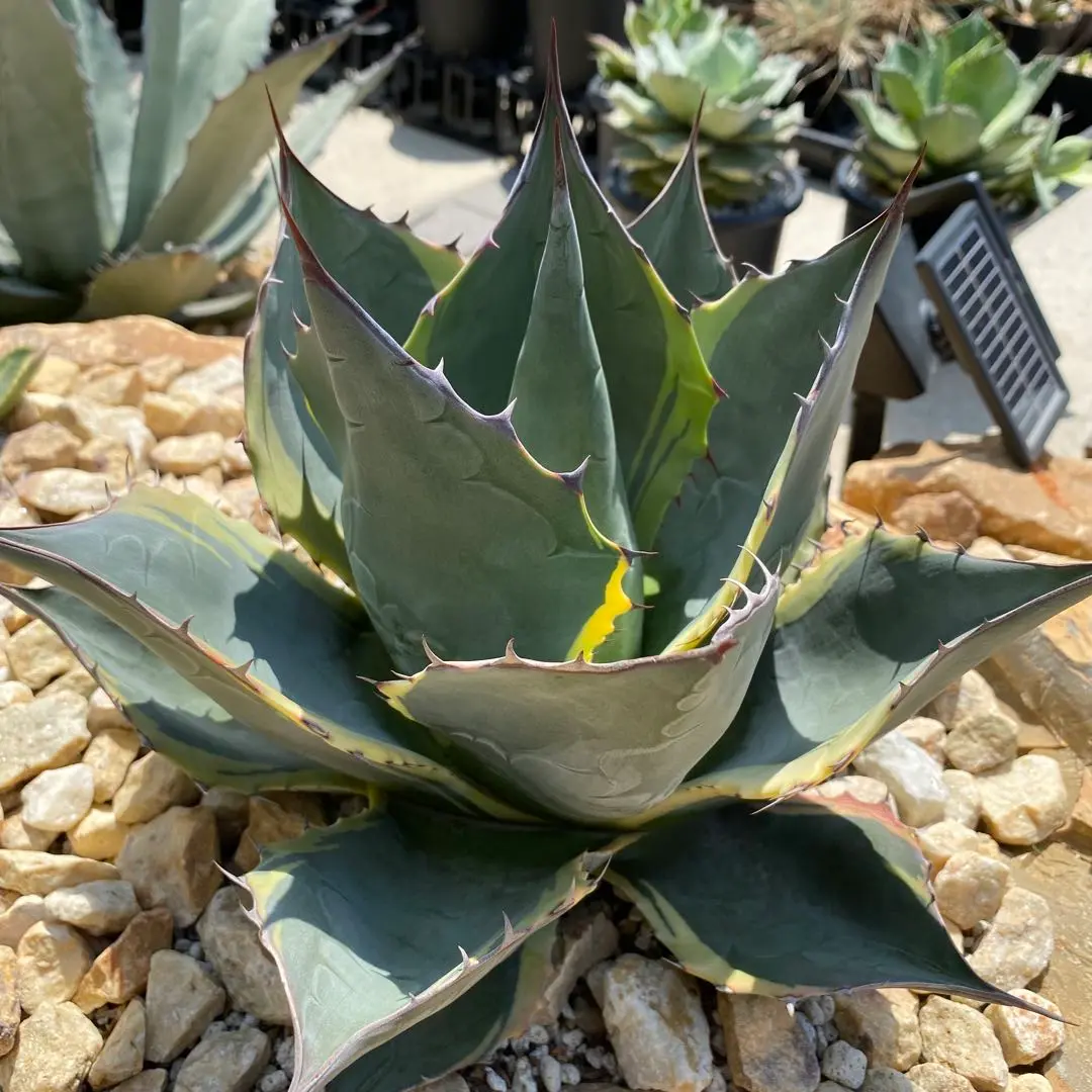 アガベ オバティサナシースター 成長おそいな😪 #agave #agavelife #agaveovatisana