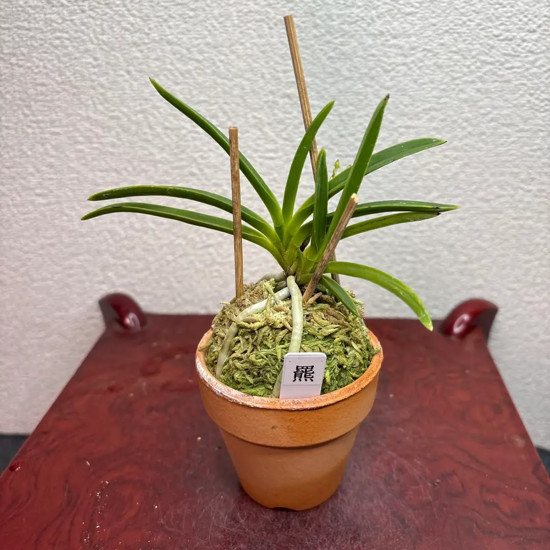富貴蘭　田口羆 富貴蘭 「羆」の青 (Vanda falcata 'Higuma') - ベランダ蘭