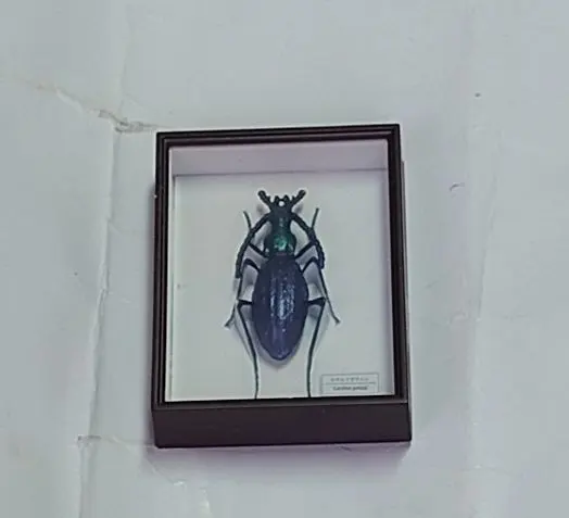 いしちゃん　オサムシ　学術標本 日本産オサムシ図鑑 セアカオサムシ