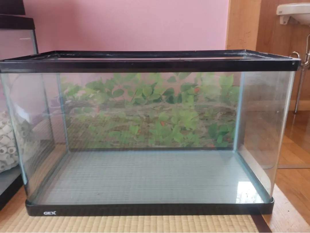 2025年最新】水槽セット 60cm 曲げガラスの人気アイテム - メルカリ