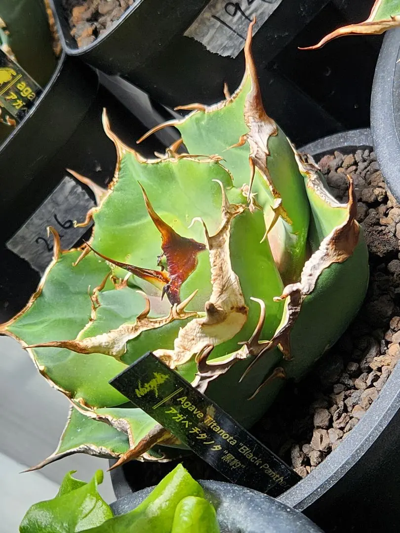 2025年最新】アガベブラックパンサーの人気アイテム - メルカリ