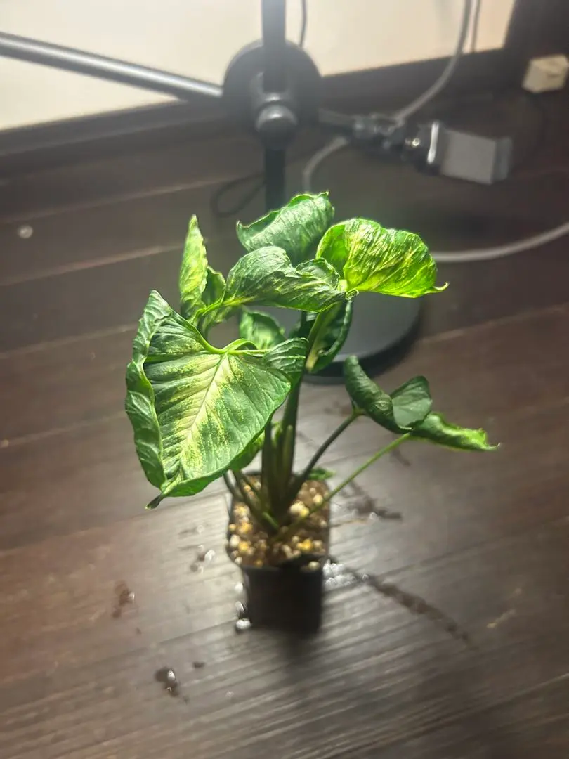 シンゴニウム　ゴジラ他ご注文分 楽天市場】観葉植物：シンゴニューム ゴジラ*4号プラポット