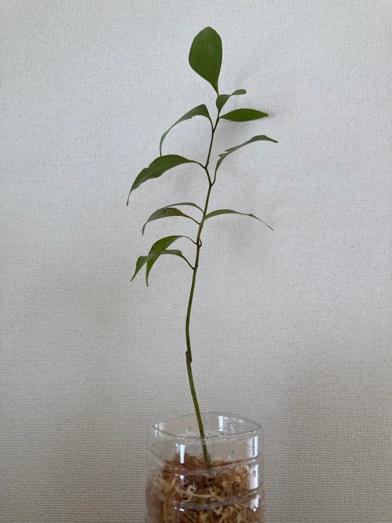 2025年最新】ニッキの木の人気アイテム - メルカリ