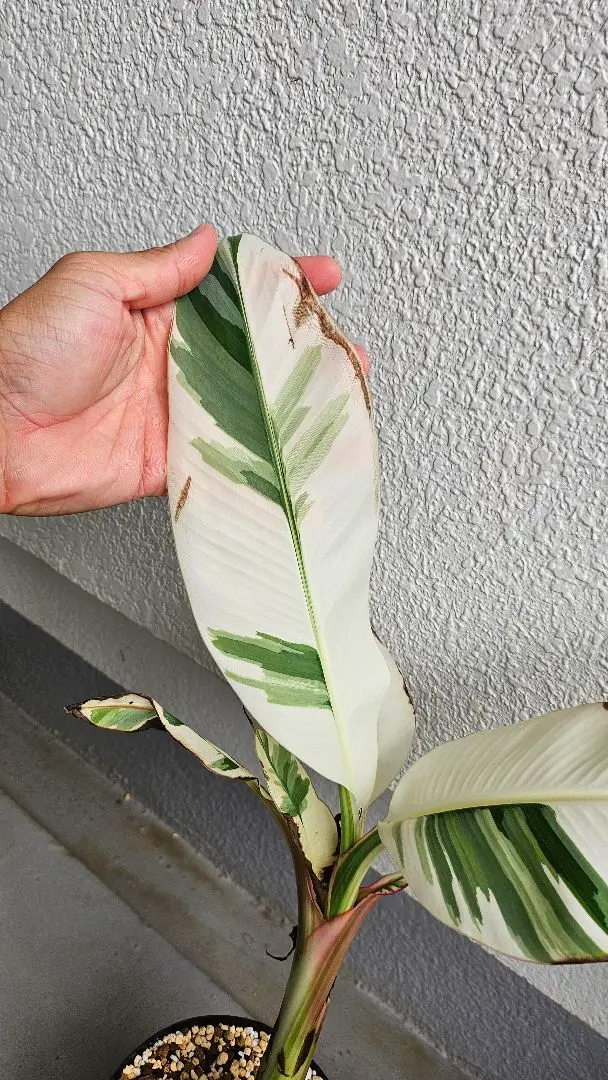 バナナ斑入り　アエアエ ムサ アエアエ(Musa Aeae) 斑入りバナナ | 希少植物の販売
