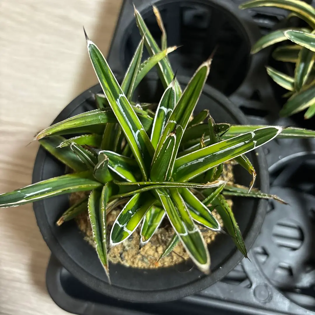 笹の雪 白散り斑　アガベ　虎斑　極氷山？　アガベ　多肉植物 アガベ 笹の雪 希少 白虎斑 カキコ苗 極氷山 氷嶺 多肉植物