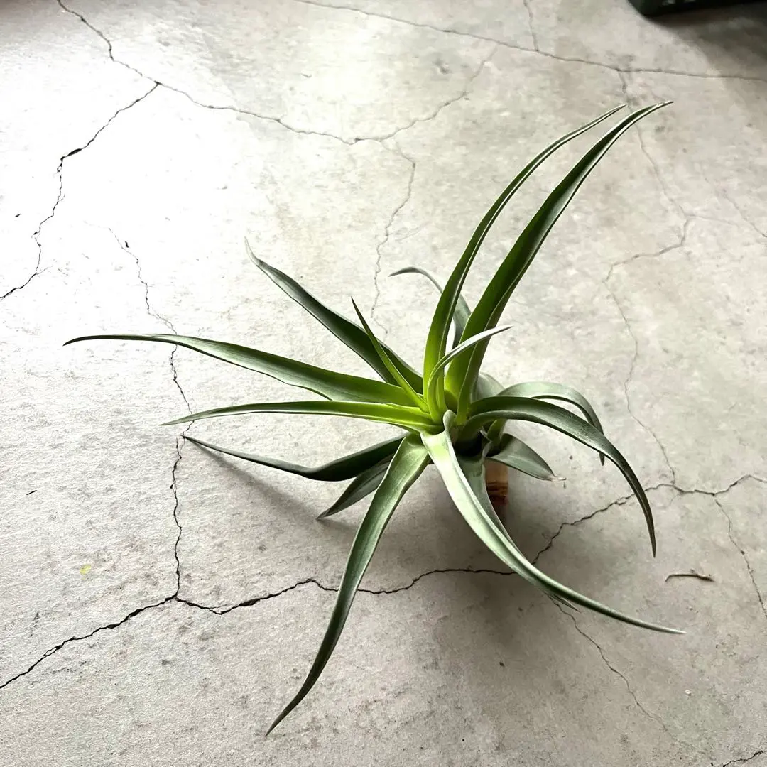 チランジア フレクスオーサ XXL ロング 吊り チランジア・フレクスオーサ・グランドケイマン Tillandsia