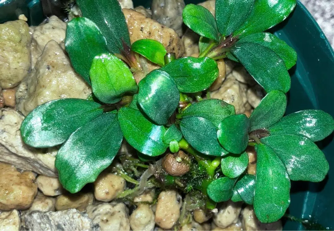 AZ便】Bucephalandra sp”彩雲” from Kapuas (AZX0420-12
