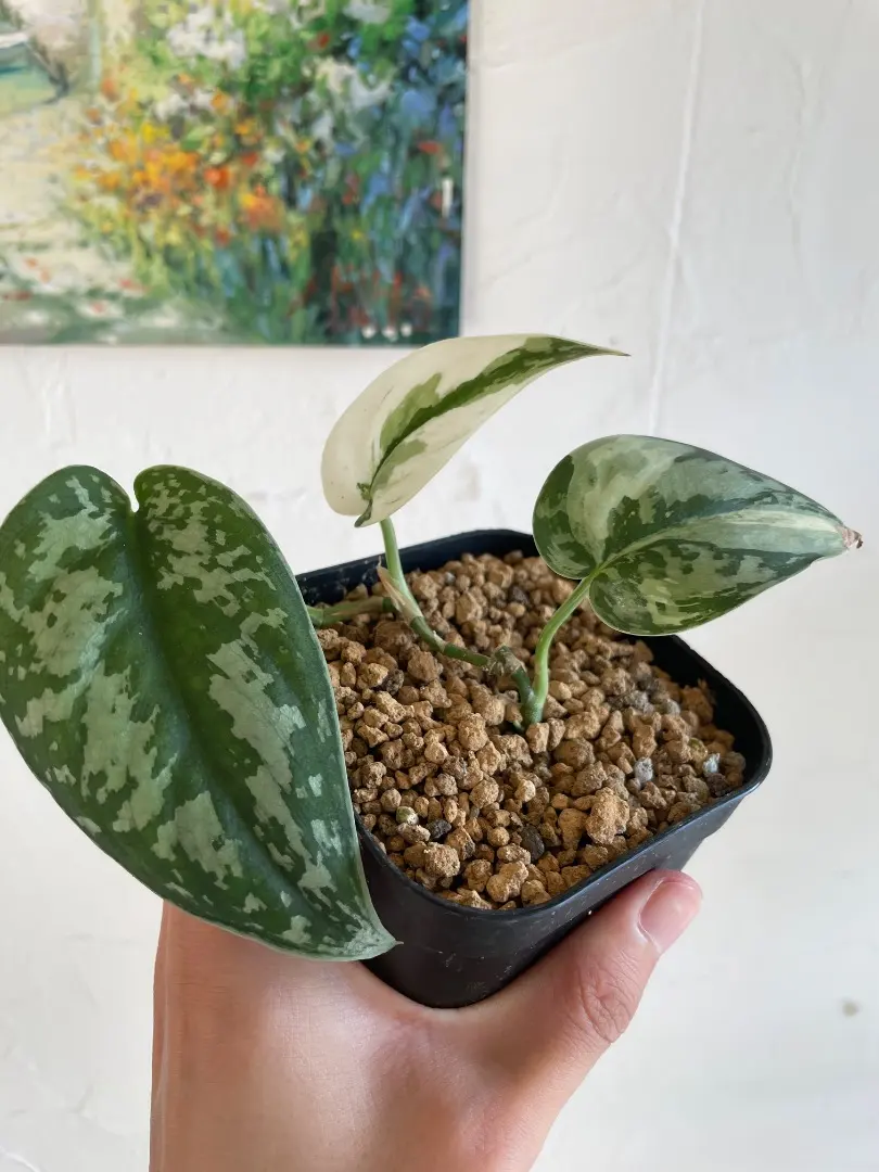 2025年最新】スキンダプサス マヤリの人気アイテム - メルカリ