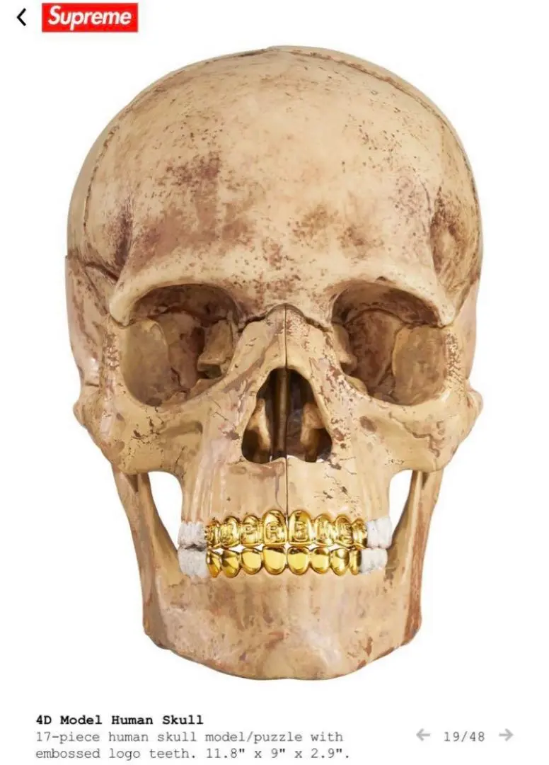 SUPREME (シュプリーム) / 4D MODEL HUMAN SKULL / NATURAL