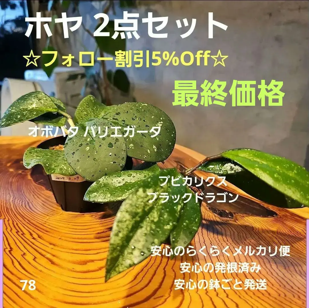 2025年最新】スキンダプサス アポラキの人気アイテム - メルカリ