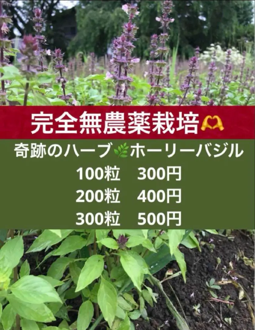 奇跡のハーブホーリーバジル「トゥルシー」 : その薬効と治療法 奇跡のハーブ ホーリーバジル【トゥルシー】―その薬効と治療法