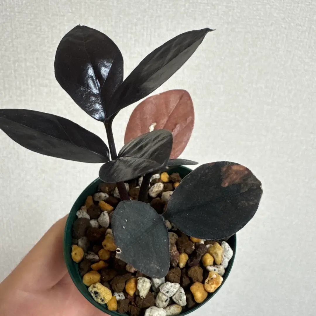 超絶希少　 ザミオクルカス ブラックピンク ザ・ファームセレクト][送料無料]ザミオクルカス：ブラック