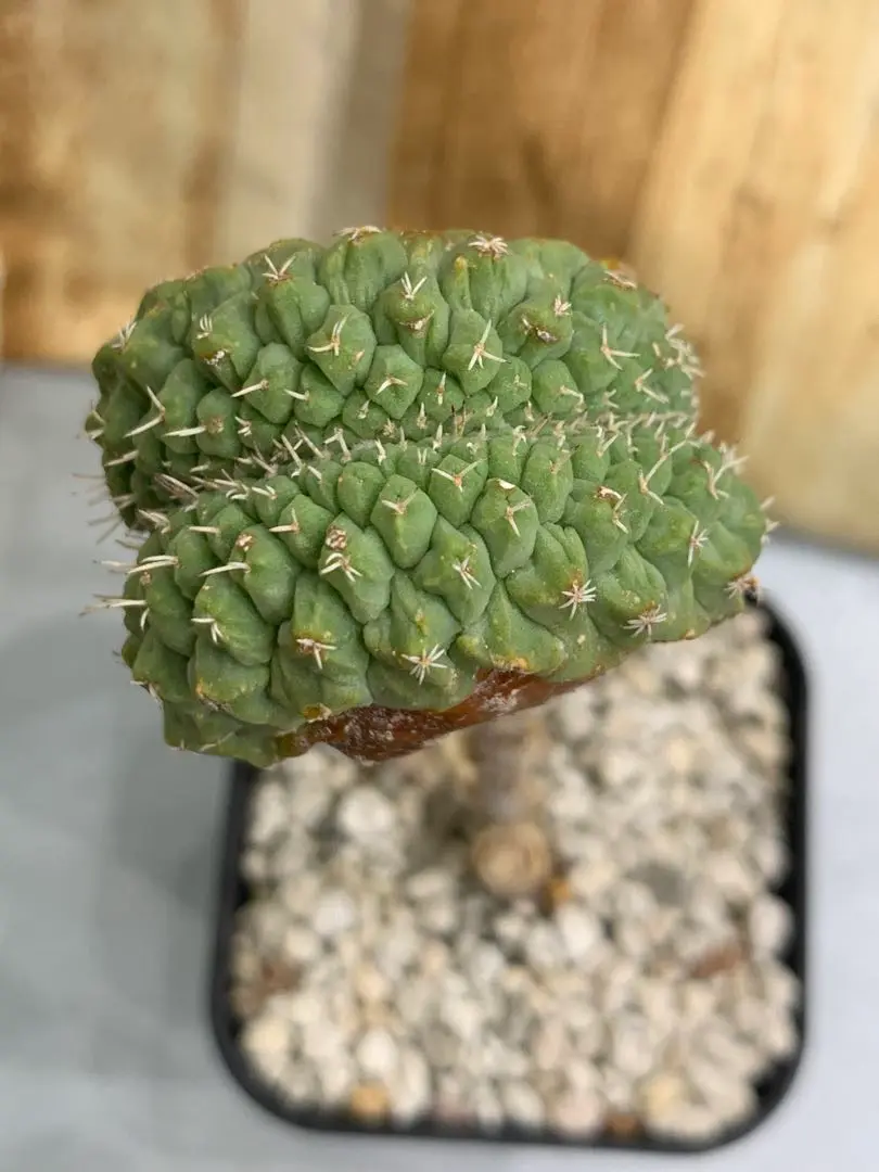 サボテン　菊水綴化　自根　国内繁殖株　特大 fit=scale-down,w=1200