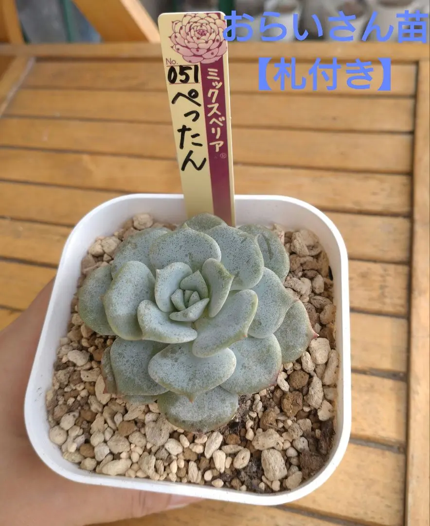 2025年最新】多肉植物おらいさん苗札付きの人気アイテム - メルカリ
