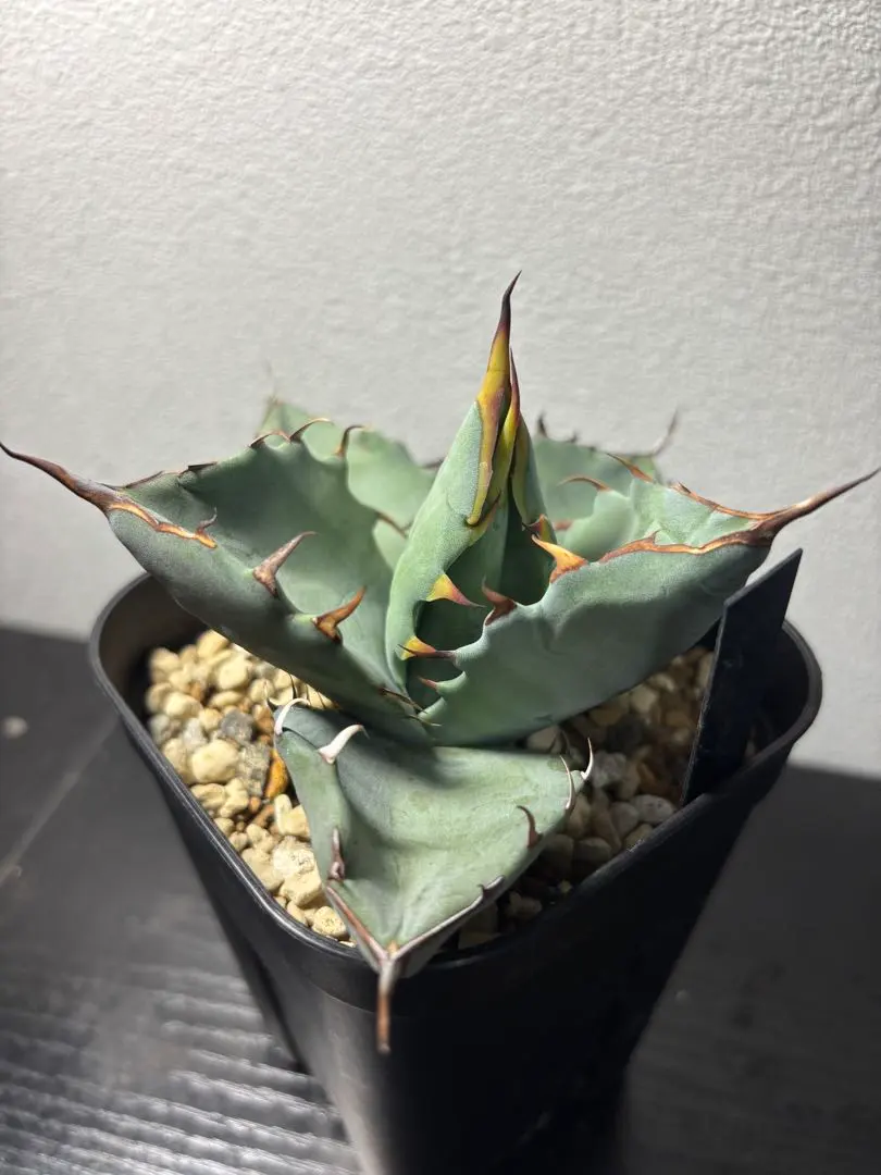 パラサナ×マルガリータ　親株　カキコ付き パラサナ×マルガリータ 親株 カキコ付き