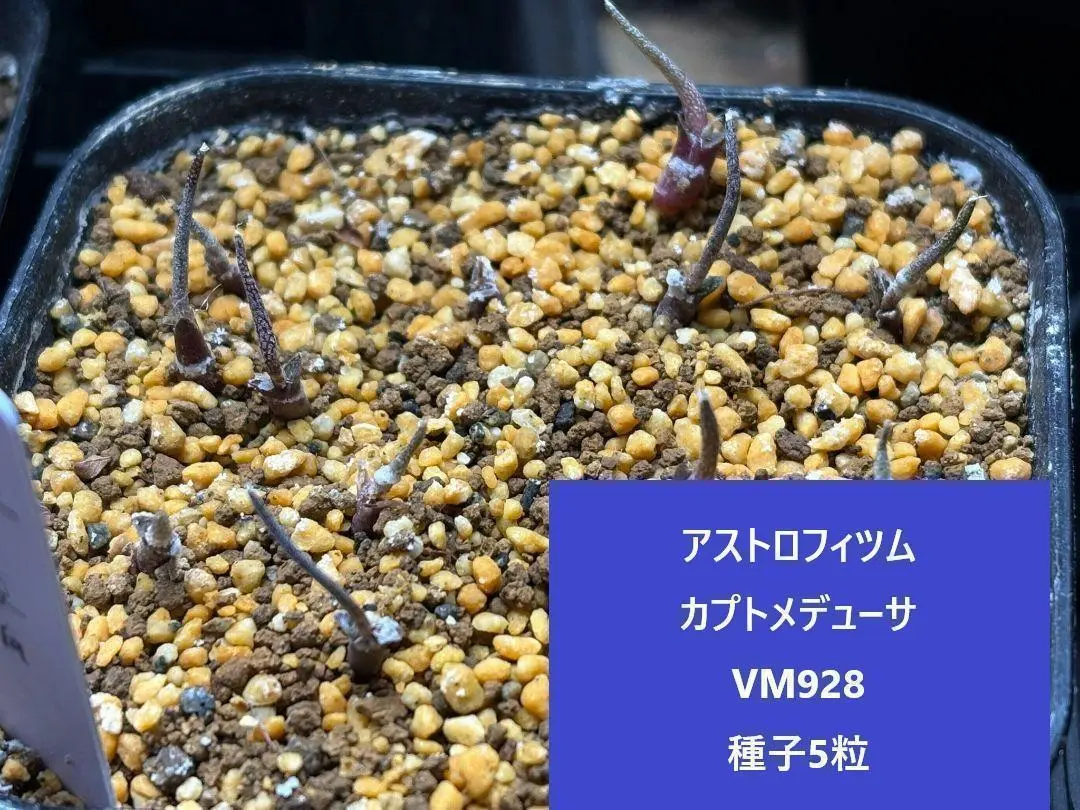 アストロフィツム　カプトメデューサ　VM928 種子100粒 アストロフィツム カプト メデューサ(caput-medusae)の種子