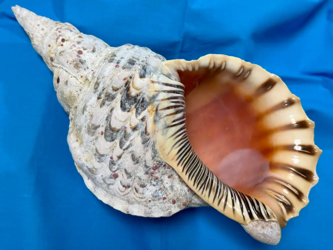 2025年最新】法螺貝標本の人気アイテム - メルカリ